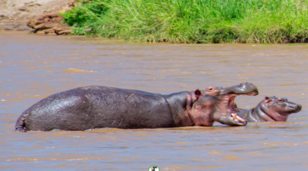 RDC: les populations d’ hippopotames menacées