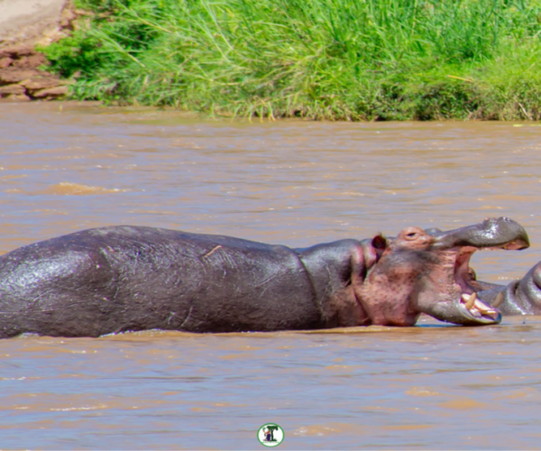 RDC: les populations d’ hippopotames menacées