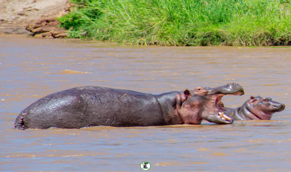 RDC: les populations d’ hippopotames menacées