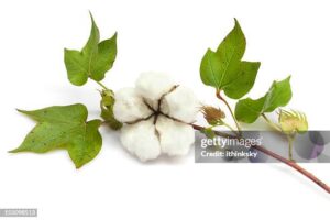 Campagne agricole 2025-2026: 26 milliards de subvention, c’en vaut la peine