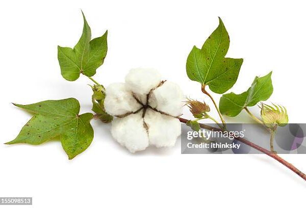 Campagne agricole 2025-2026: 26 milliards de subvention, c’en vaut la peine