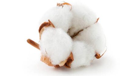 Campagne agricole 205-2026: prix homologués des intrants et d’achat du coton graine