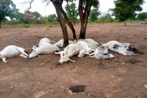 Ségbana: un troupeau de bœuf foudroyé