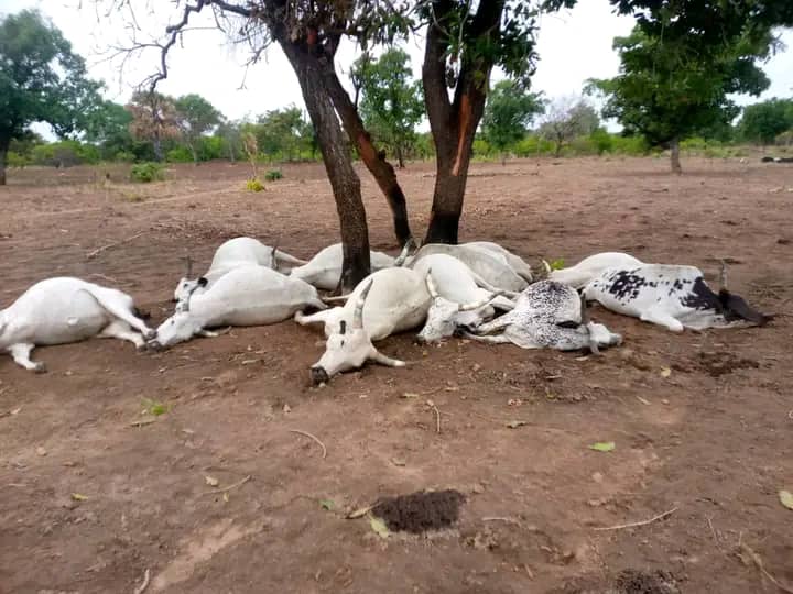 Ségbana: un troupeau de bœuf foudroyé