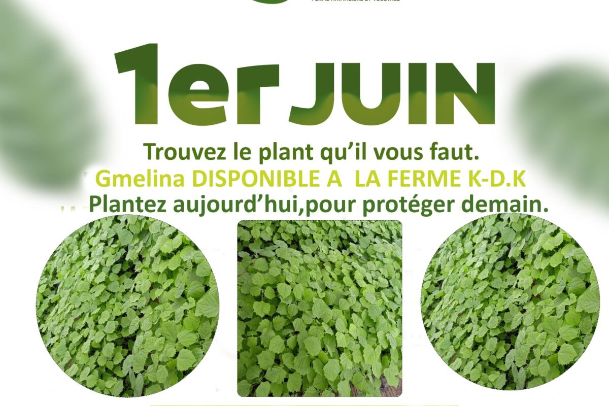 Journée nationale de l’arbre: la ferme K-D-K dispose des plants idéals pour le reboisement