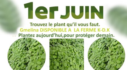 Journée nationale de l’arbre: la ferme K-D-K dispose des plants idéals pour le reboisement