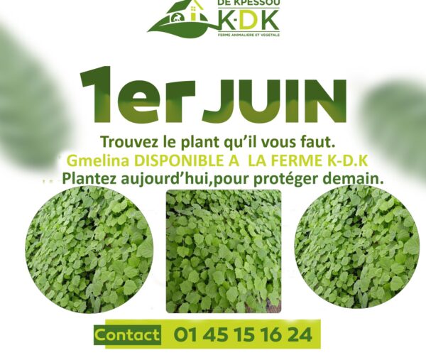 Journée nationale de l’arbre: la ferme K-D-K dispose des plants idéals pour le reboisement