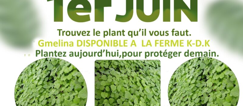 Journée nationale de l’arbre: la ferme K-D-K dispose des plants idéals pour le reboisement
