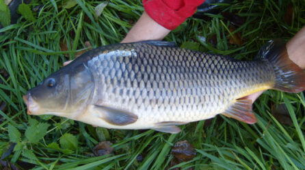 Alibori/ interdiction de manger du poisson dans la commune de Ségbana: les raisons