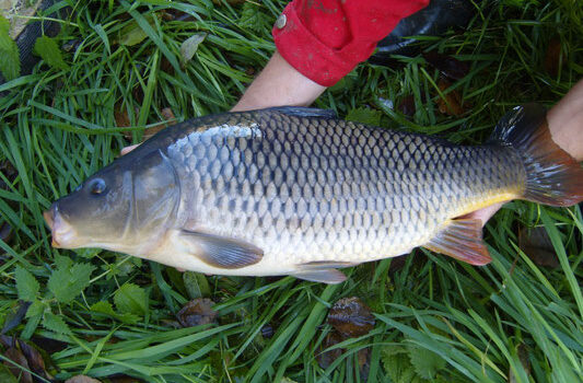 Alibori/ interdiction de manger du poisson dans la commune de Ségbana: les raisons