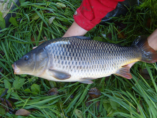 Alibori/ interdiction de manger du poisson dans la commune de Ségbana: les raisons