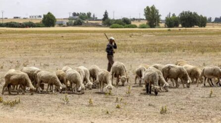Tabaski: pas de sacrifice du mouton au Maroc
