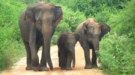 Djougou: la divagation de trois éléphants inquiète les populations