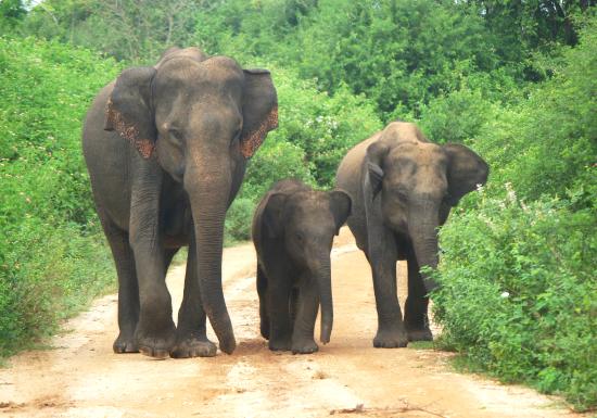 Djougou: la divagation de trois éléphants inquiète les populations