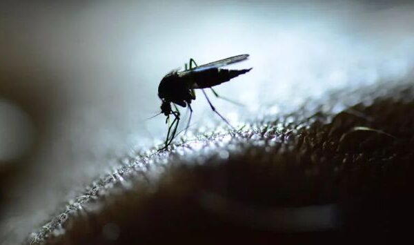 Paludisme à Ikongo : une crise sanitaire sans précédent