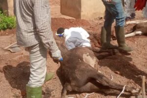 Décès subits de bétail à Boukombé: une enquête en cours