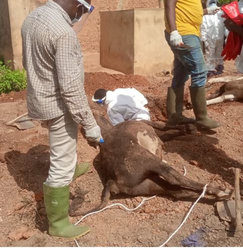 Décès subits de bétail à Boukombé: une enquête en cours